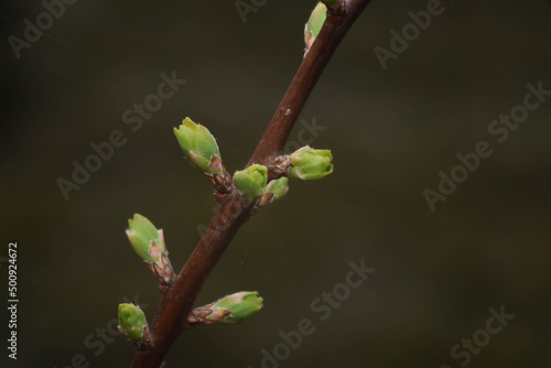 flower buds