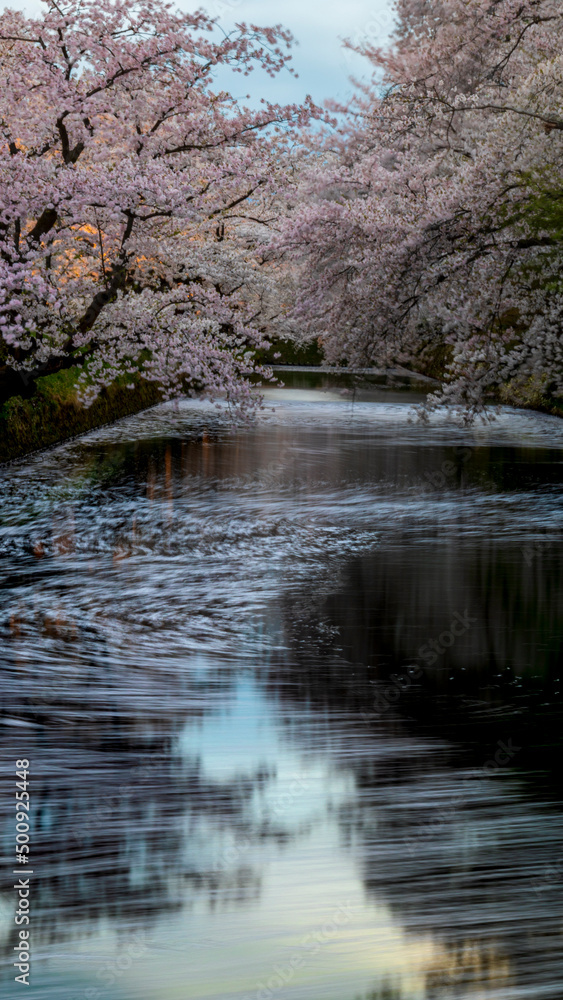 弘前城　桜　満開　夕暮れ時