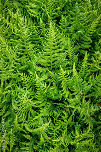 lush green fern texture
