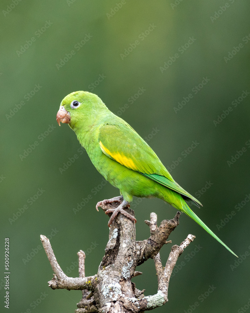 A Plain Parakeet perched on branch in the golden hour. Species Brotogeris chiriri. It is a typical parakeet of the Brazilian Atlantic forest. Birdwatching. birding. Parrot.
