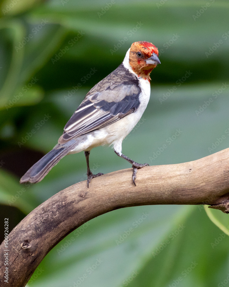 A young Red-cowled Cardinal also know as Cardeal perched on the branches of a tree. Species Paroaria dominicana. Animal world. Birdwatching. Birdlover A young Red-cowled Cardinal also know as Cardeal perched on the branches of a tree. Species Paroaria dominicana. Animal world. Birdwatching. Birdlover
