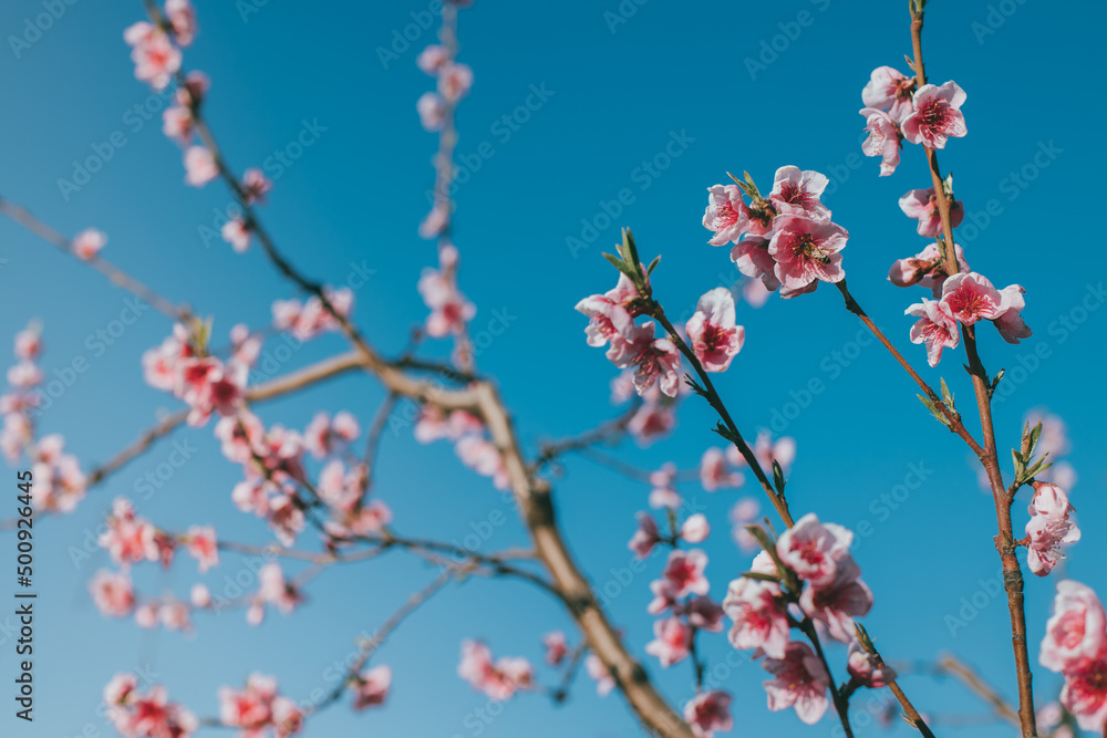 Beautiful peach branches with pink blossom in a blue sky. Beautiful peach branches with pink blossom in a blue sky.