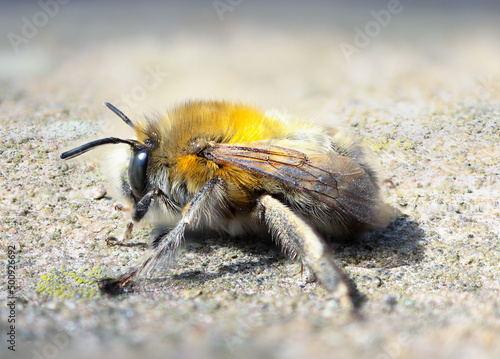 bumblebee © Alexander