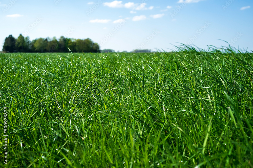 Fototapeta premium Field with lush green grass, against a blue sky and a tree, on a spring day.