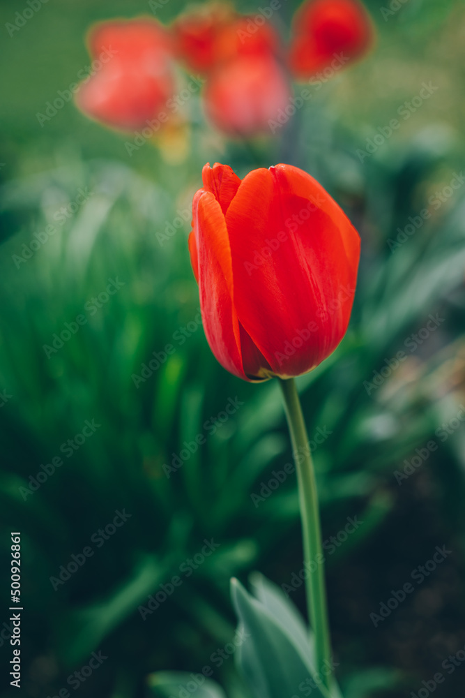 Beautiful red tulip flower in a spring garden. Beautiful red tulip flower in a spring garden.