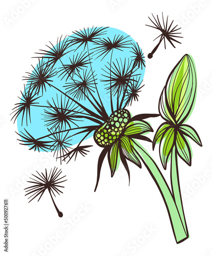 Dandelion bud and flower. Green spring plant drawing