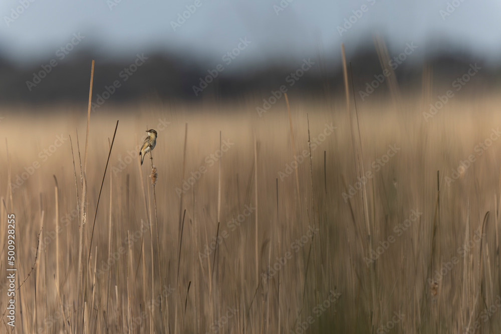 Acrocephalus schoenobaenus Sedge Warbler perching on reed, singing or in flight Acrocephalus schoenobaenus Sedge Warbler perching on reed, singing or in flight