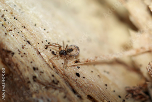 Nahaufnahme einer Heckenlauerspinne, (Dictyna) auf einem Stück Holz. © boedefeld1969