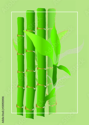 bamboo