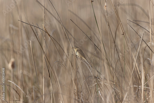 Acrocephalus schoenobaenus Sedge Warbler perching on reed, singing or in flight