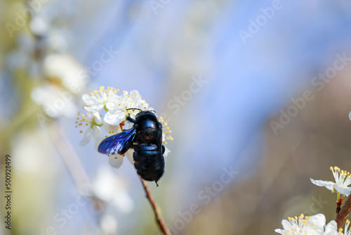 Ein Portrait einer Blauschwarze Holzbiene (Xylocopa violacea), einer sogenannten Echten Biene.
