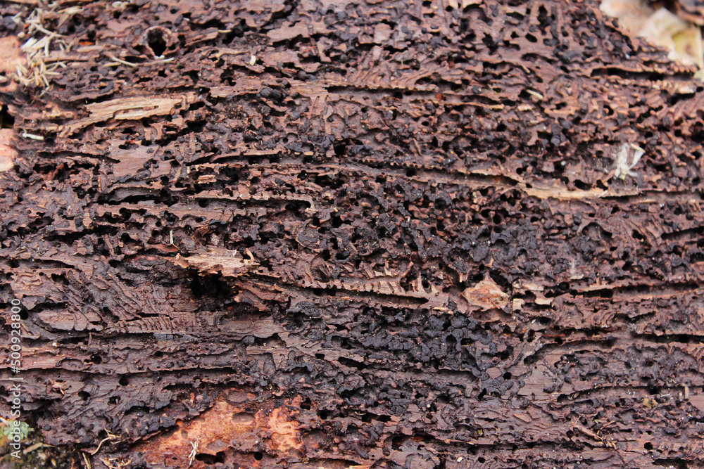 European spruce bark beetle (Ips typographus) in damaged wood with its corridors and chambers European spruce bark beetle (Ips typographus) in damaged wood with its corridors and chambers