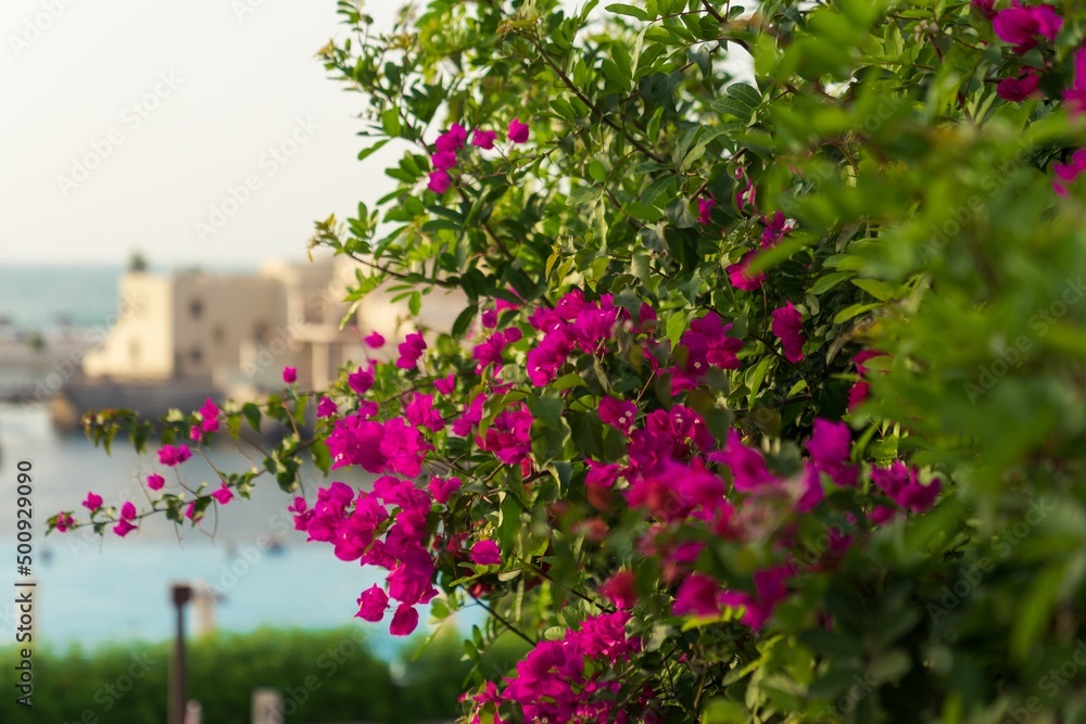 Pink blooming flowers in the hotel complex