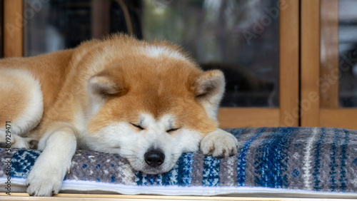 Fotografía 秋田犬　縁側でのんびり