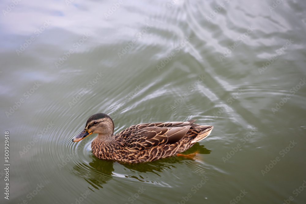 Aufnahme einer Stockente an einem Teich. Männliche Stockente am Teich.
Aufnahme einer Stockente an einem Teich. Männliche Stockente am Teich.
