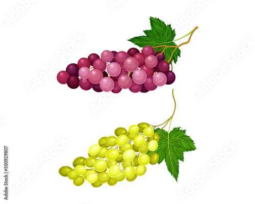 Fototapeta Naklejka Na Ścianę i Meble -  Red and white bunches of grapes. Ripe fresh berries vector illustration