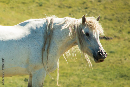 The head  neck  shoulders and withers of a white horse standing in a pasture of fresh green grass.