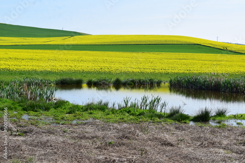 kleiner Sumpfsee am Rande der gelben FElder photo