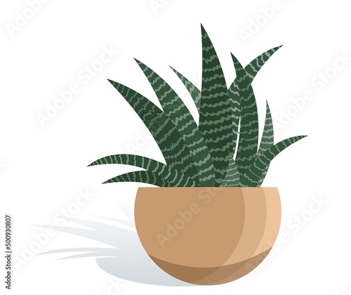 Potted houseplant Haworthia vector illustration. Zebra succulent in flat modern style. Isolated on white background