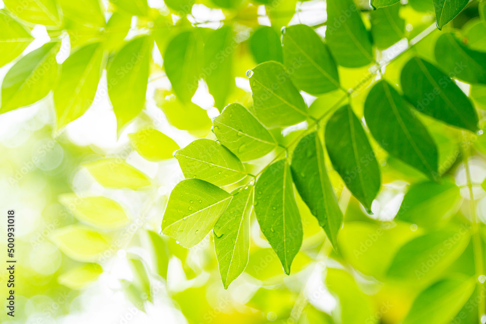 Green leaves wallpaper Green leaves wallpaper