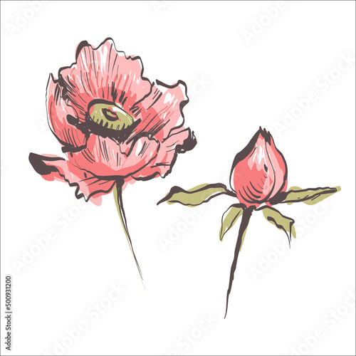 Poppy flowers. Illustration of poppy buds. Watercolor. Hand drawn. Vector stock.