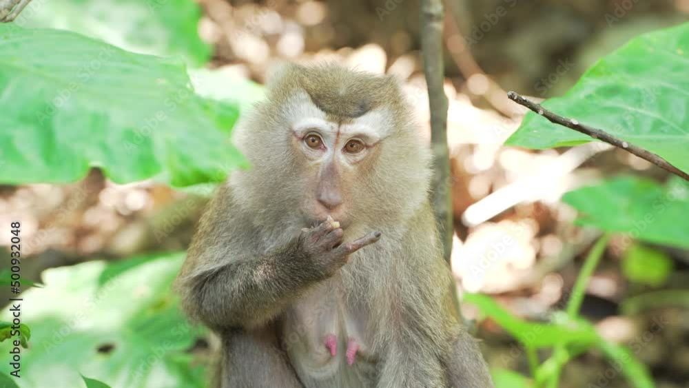 Portrait monkey brown wildlife sitting exotic forest Brazil.