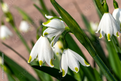 Leucojum aestivum 'Gravetye Giant' a spring flowering plant with a white bell shaped springtime flower commonly known as summer snowflake or Loddon lily, stock photo image