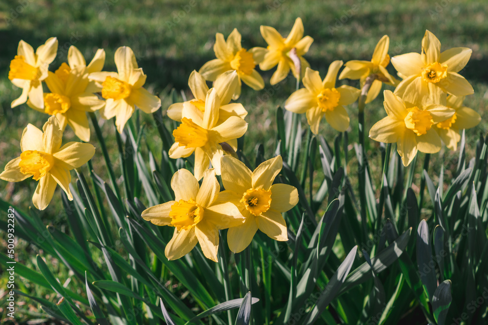 Daffodil bushes. Beautiful flowers of daffodils narcissus , grass, garden, nature, spring, close-up, field