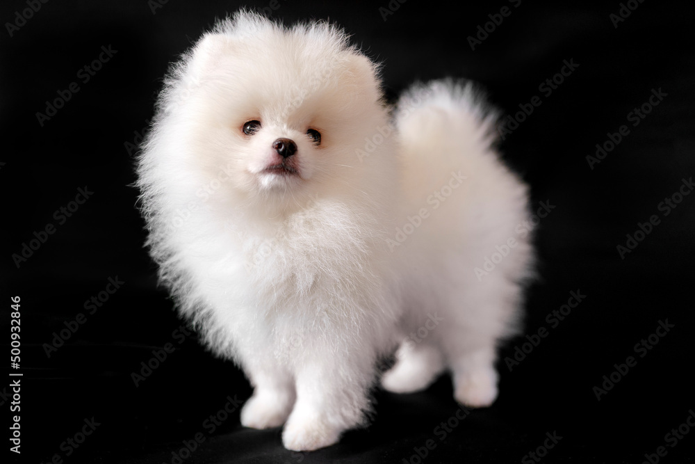 White Spitz on a black background, studio photo. Cheerful, fluffy Pomeranian. White Spitz on a black background, studio photo. Cheerful, fluffy Pomeranian.