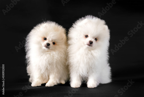 Two white, fluffy puppies on a black background. Pomeranian spitz dogs. © steftach