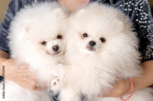 Two white, fluffy puppies on arms. Pomeranian spitz dogs. © steftach