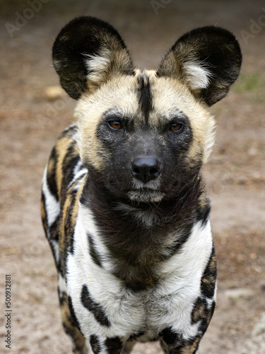 African wild dog, Lycaon pictus, a dreaded African predator, hunts in packs.