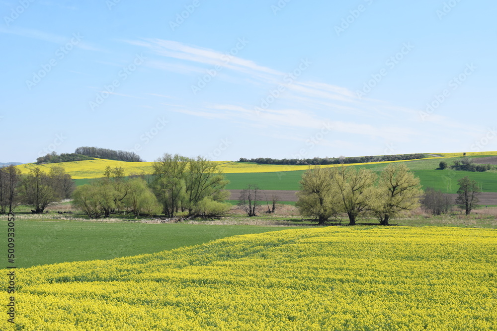 gelb blühende Felder
