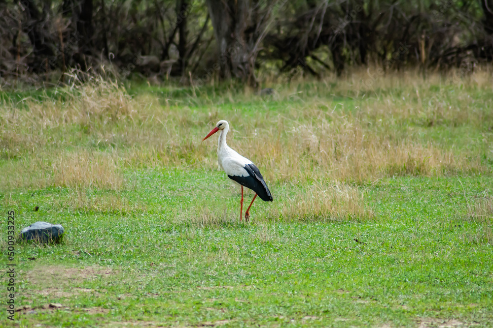 The white stork stands on the ground. Storks in nature