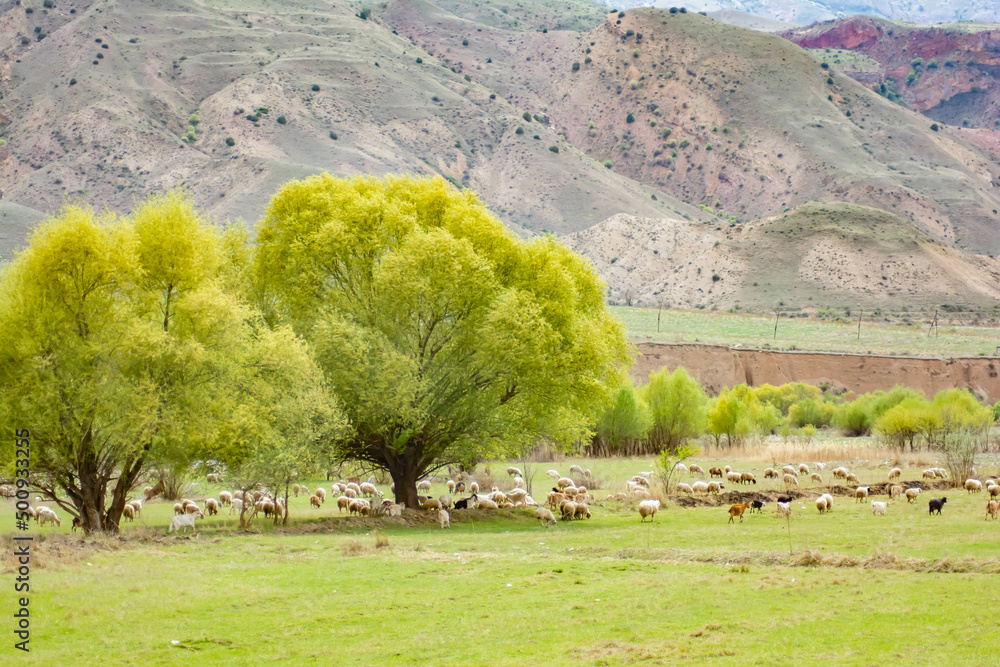 Fototapeta premium Sheep and goats in a green meadow under big trees. Sheep and goat farm