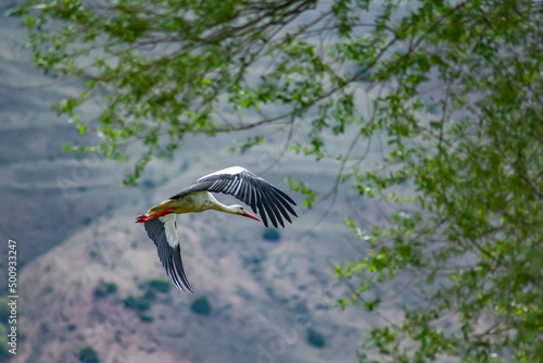 Flight of the white stork. Stork flying in the wild nature. Wingspan © Artur Harutyunyan