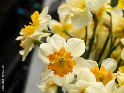 Orange white and yellow daffodils