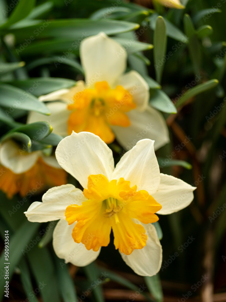 yellow and orange and white daffodil yellow and orange and white daffodil
