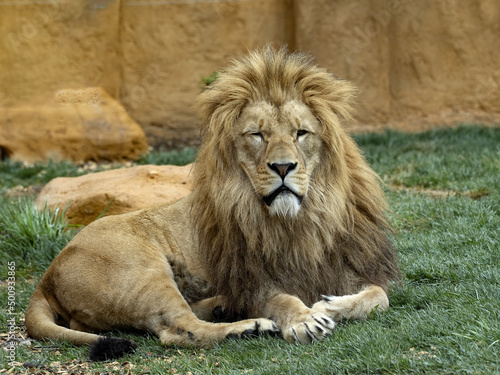 Fototapeta Naklejka Na Ścianę i Meble -  The barbary lion, Panthera leo leo, is considered the largest subspecies of lion.