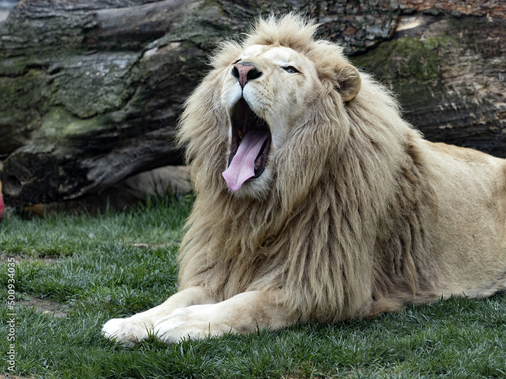 Obraz premium The Southern African lion, Panthera leo melanochaita, was already extinct in the wild, living only in human care.