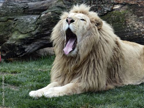 The Southern African lion, Panthera leo melanochaita, was already extinct in the wild, living only in human care.