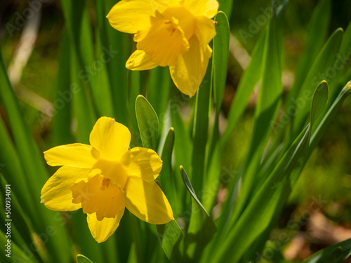 Fototapeta Naklejka Na Ścianę i Meble -  Yellow Daffodils