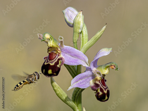 Bee Orchid and Hoverfly
