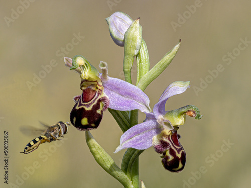 Bee Orchid and Hoverfly photo