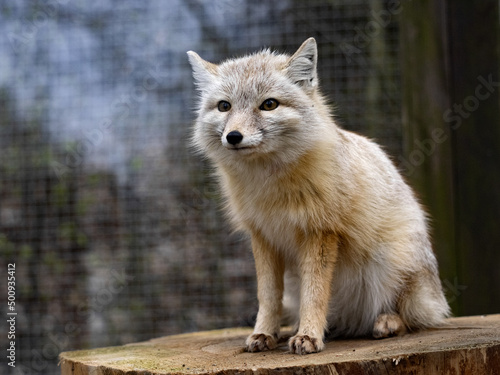 Fototapeta Naklejka Na Ścianę i Meble -  Corsac fox, Vulpes corsac, small agile fox,, hunts smaller rodents and birds.