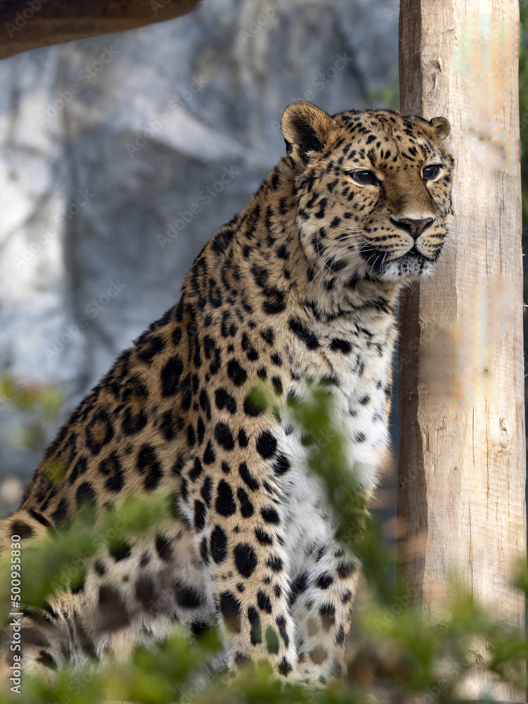 Amur Leopard, Panthera pardus orientalis, observes the surroundings from an elevated position. Amur Leopard, Panthera pardus orientalis, observes the surroundings from an elevated position.