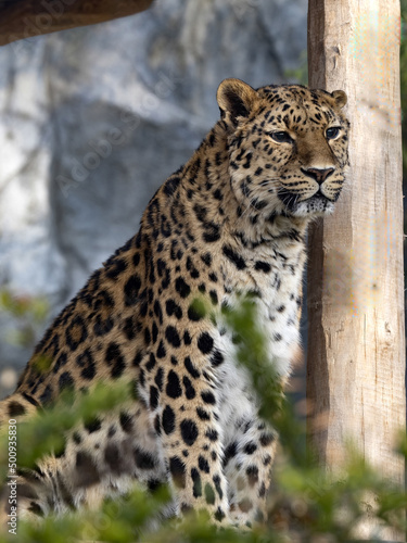 Amur Leopard  Panthera pardus orientalis  observes the surroundings from an elevated position.