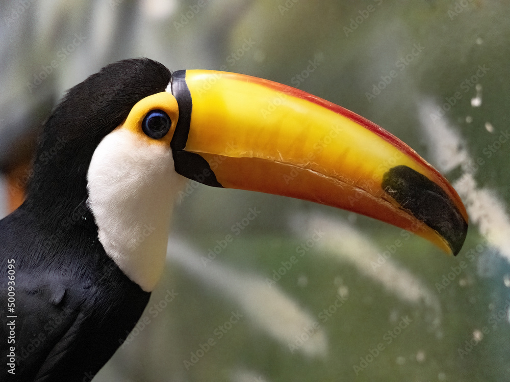 Fototapeta premium Toco Toucan, Ramphastos toco, is definitely the most beautiful of toucans.