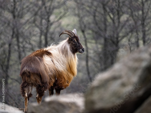 Obraz na płótnie Himalayan tahr, Hemitragus jemlahicus, an agile alpine goat with beautiful fur. w salonie