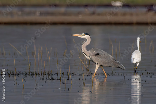 Bilde på lerret Grey heron (Ardea cinerea) photographed at Bhigwan in Maharashtra, India